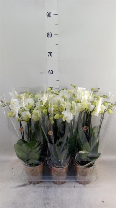 <h4>Phalaenopsis   ...white</h4>