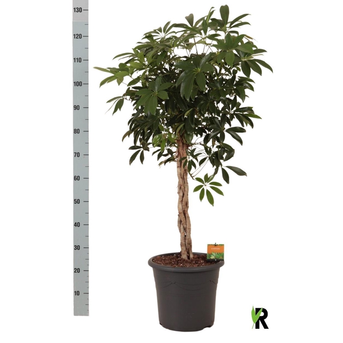 <h4>SCHEF AR COMPACTA</h4>