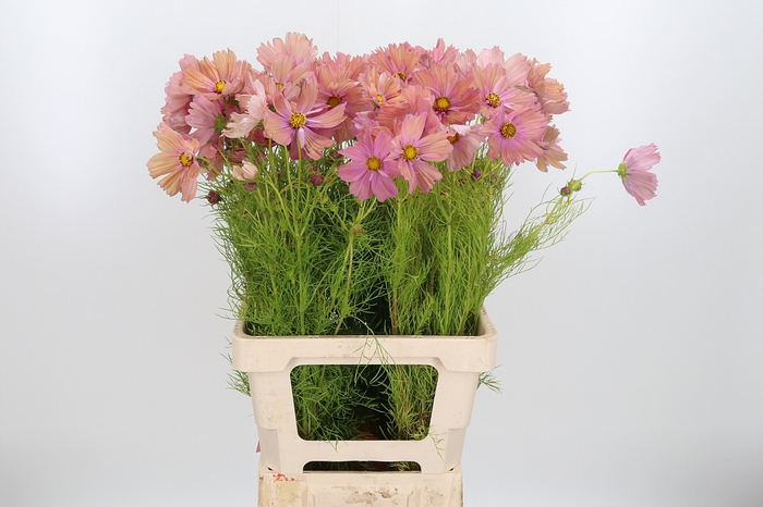 <h4>Cosmos Bipinnatus Zalm</h4>