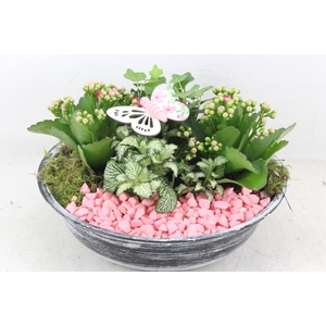 arr2 PL - Zink antiek schaal - roze