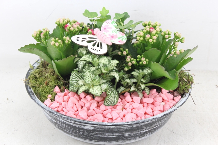 <h4>arr2 PL - Zink antiek schaal - roze</h4>