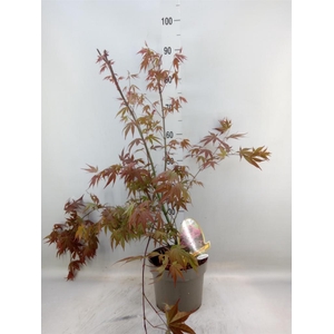 Acer palmatum 'Atropurpureum'