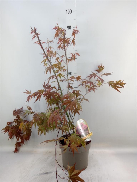 <h4>Acer palmatum 'Atropurpureum'</h4>