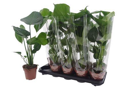 <h4>Monstera Deliciosa</h4>