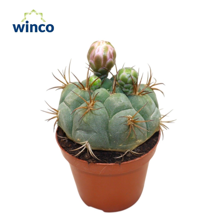 <h4>Gymnocalycium Saglyonis (flowering)</h4>