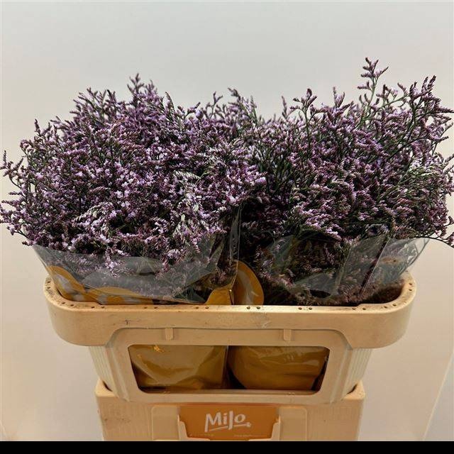 <h4>LIM SAF LILAC</h4>