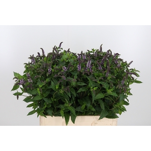 Mentha Tigra
