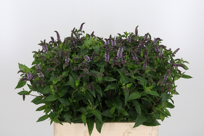 <h4>Mentha Tigra</h4>