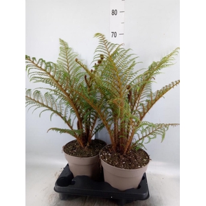 Cyathea tomentosissima