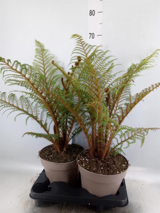<h4>Cyathea tomentosissima</h4>