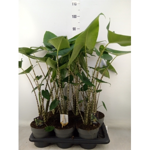 Alocasia zebrina
