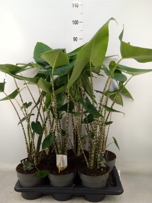 <h4>Alocasia zebrina</h4>