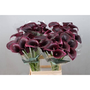 Calla Cantor Kallaland