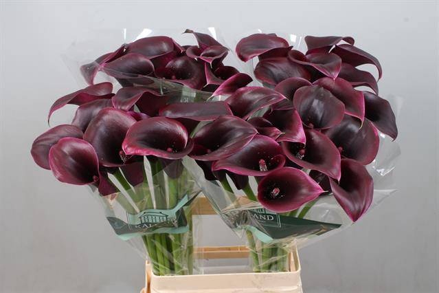 <h4>Calla Cantor Kallaland</h4>