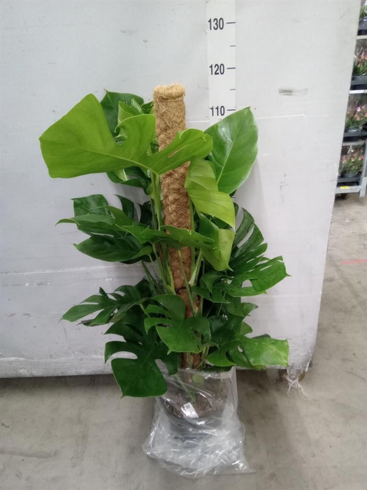 <h4>Monstera pertusum</h4>