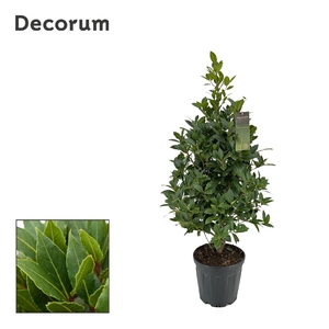 Laurus nobilis Piramide