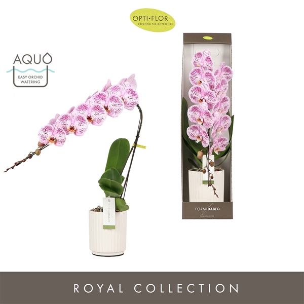 <h4>Formidablo 12cm Iguazu Falls in Molise White Aquo Showdoos</h4>