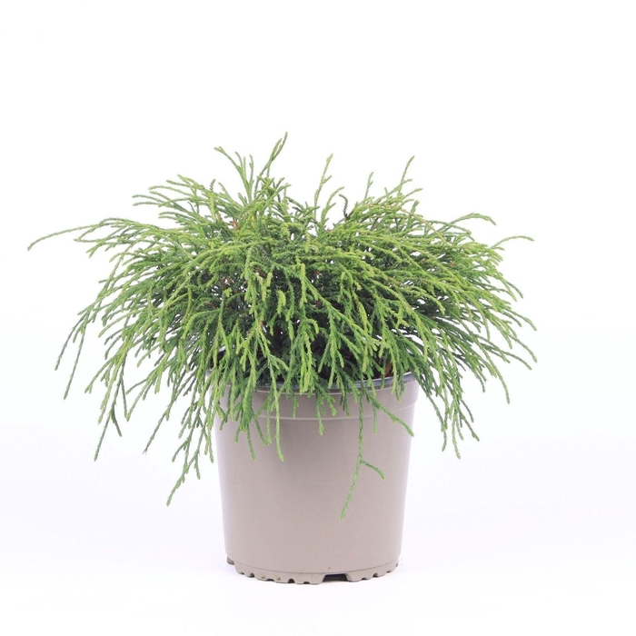 Chamaecyparis Filifera Na