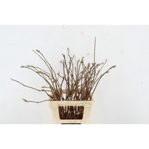 MAGNOLIA PER STEM 060CM