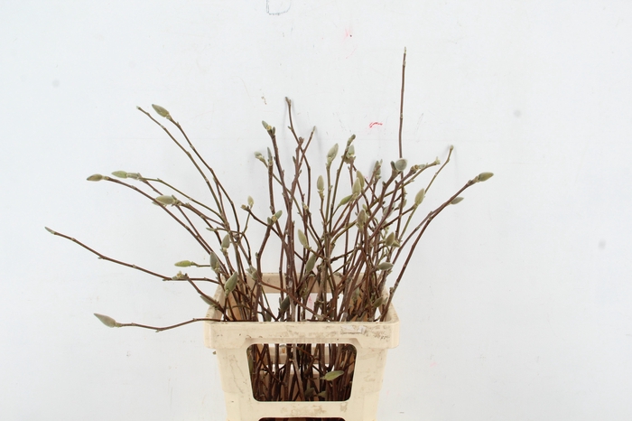 <h4>MAGNOLIA PER STEM 060CM</h4>
