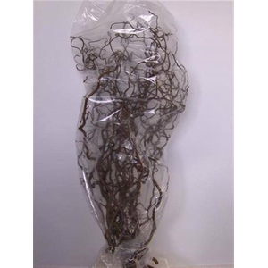 Corylus Av Contorta 200cm X10