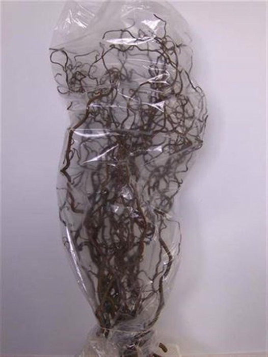<h4>Corylus Av Contorta 200cm X10</h4>