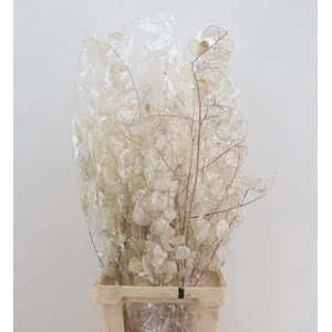 DF LUNARIA SILVERLEAF BS