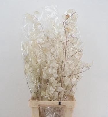 <h4>DF LUNARIA SILVERLEAF BS</h4>