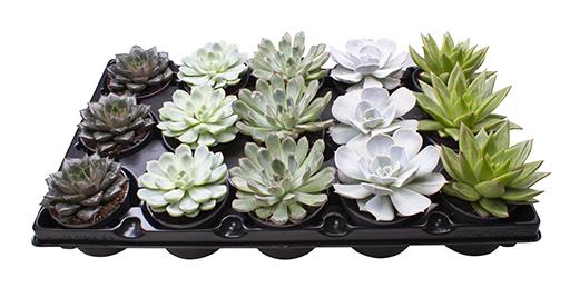 <h4>ECHEVERIA MIX P9</h4>