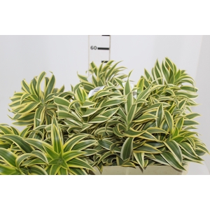 FOLHAGEM DRACENA PLEOMELE VARIEGATA