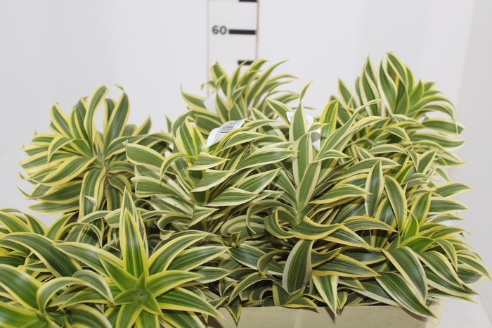 <h4>FOLHAGEM DRACENA PLEOMELE VARIEGATA</h4>