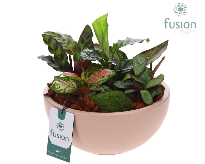 <h4>Schaal keramiek Moon Large blush pink met groene planten</h4>