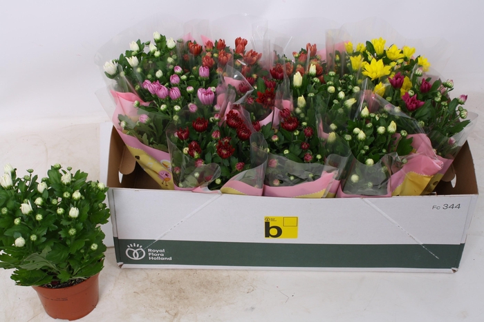 <h4>CHRYS GEM 5 KL</h4>