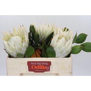 Protea Cyn. Ayoba Arctic Ice