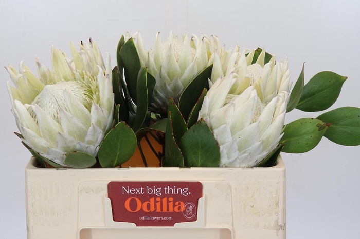 <h4>Protea Cyn. Ayoba Arctic Ice</h4>