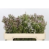 Kaaps Groen Spray Brunia
