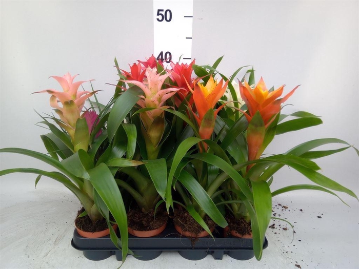 <h4>Bromelia   ...mix</h4>