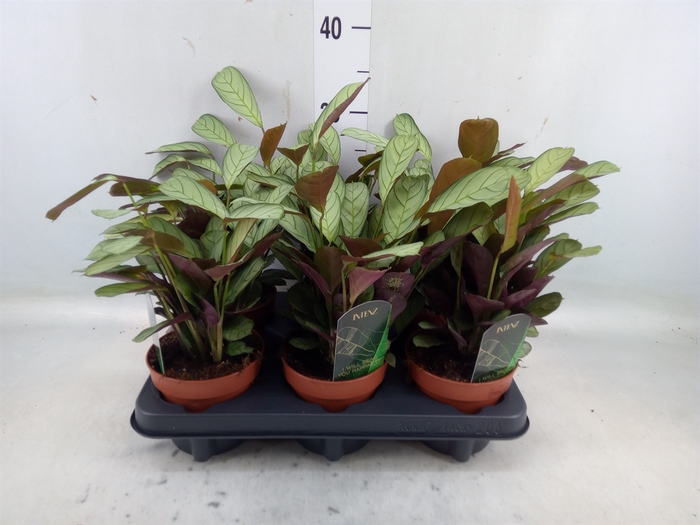 <h4>Ctenanthe burle-marxii 'Amagris'</h4>