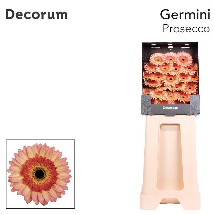 <h4>Germini Prosecco Diamond</h4>
