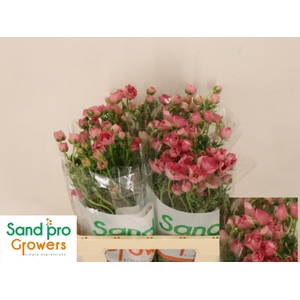 RAN CO MAG STRAWBERR