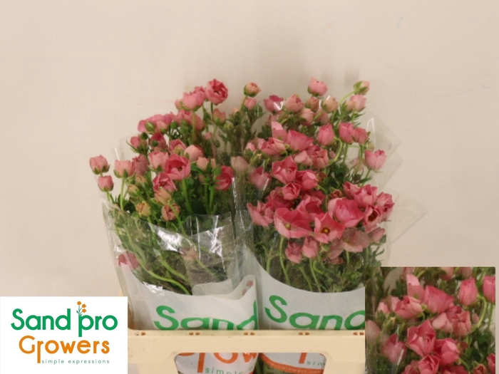 <h4>RAN CO MAG STRAWBERR</h4>