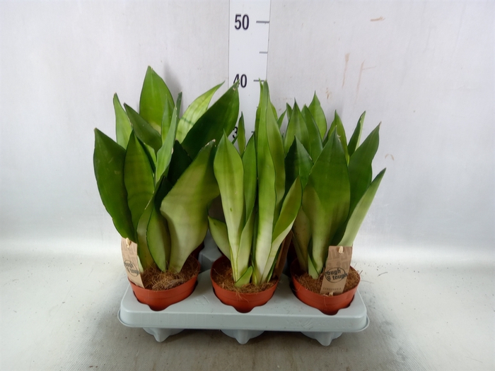 <h4>Sansevieria trifa. 'Moonshine'</h4>