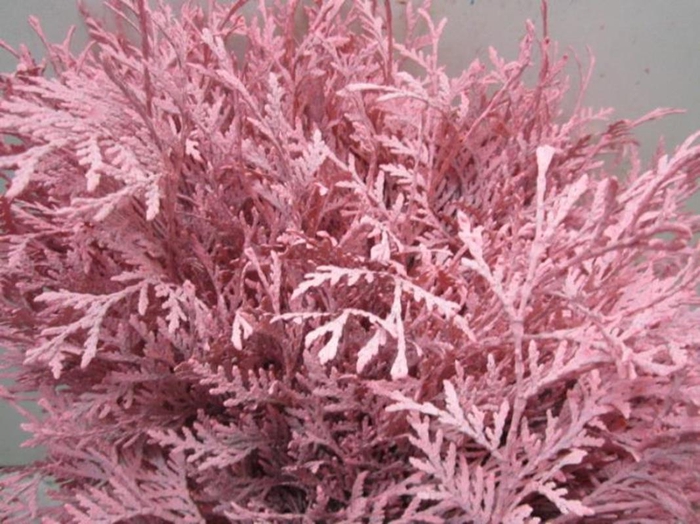 <h4>Conifeer Rose</h4>