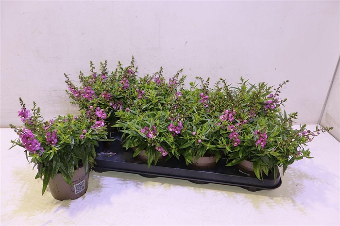 <h4>Ang Se Lavender</h4>