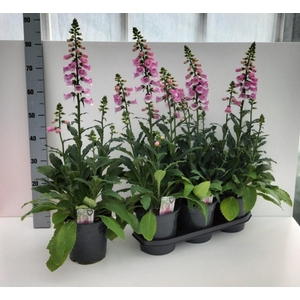 DIGI PURPUREA P19