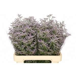 Limonium Tall Pink Emille