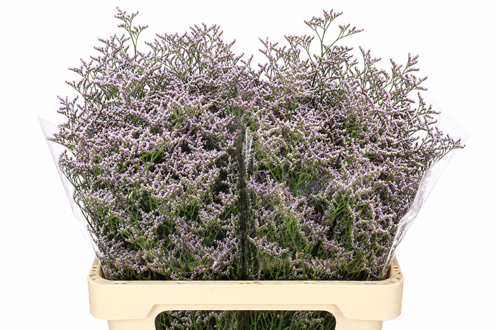 <h4>Limonium Tall Pink Emille</h4>