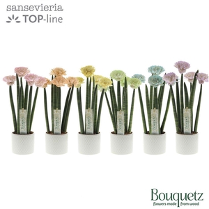 Sansevieria cylindrica