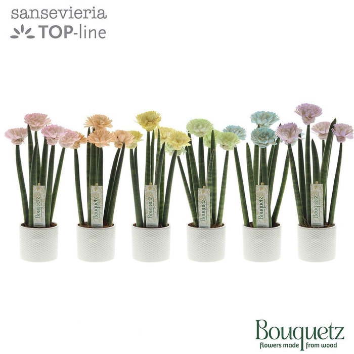 <h4>Sansevieria cylindrica</h4>