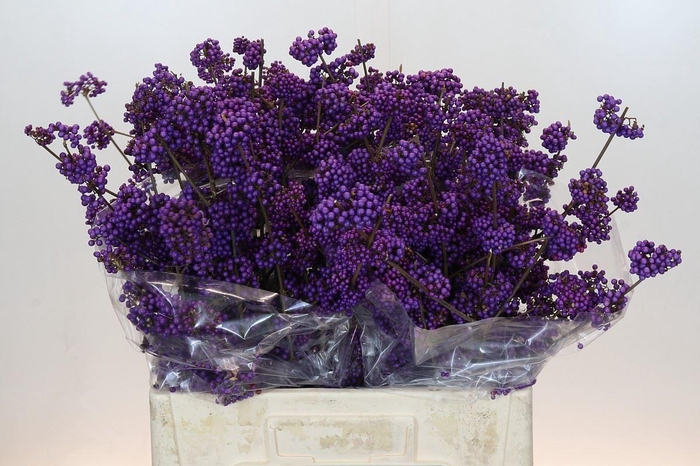 <h4>Callicarpa bod. 'Profusion'</h4>